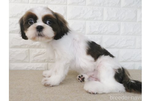 成約済の大阪府のシーズー-261796の3枚目